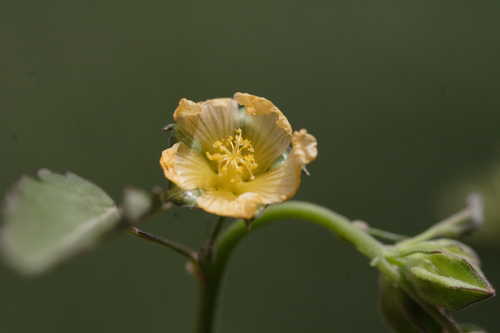 Sida spinosa #16